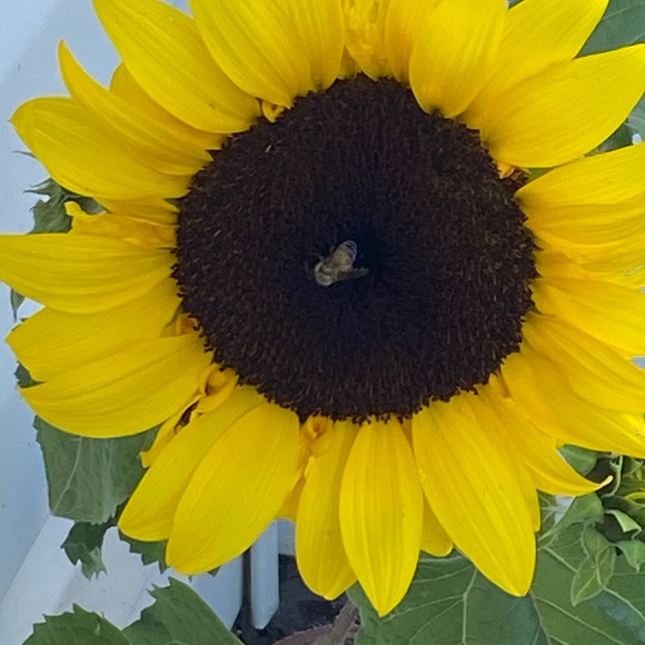 Meet your Posher, Cheryl - Picture 1 of 1